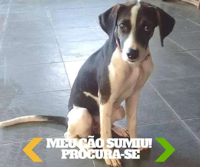 Cachorro ra a SRD idade 2 a 6 meses nome Inca GRATIFICA