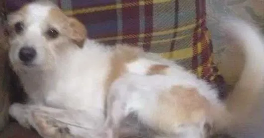 Cachorro ra a SRD e Poodle idade 6 ou mais anos nome Fred e Nega