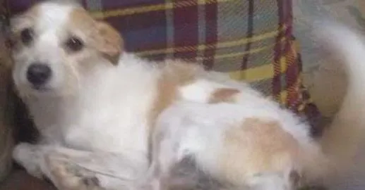 Cachorro ra a SRD e Poodle idade 6 ou mais anos nome Fred e Nega