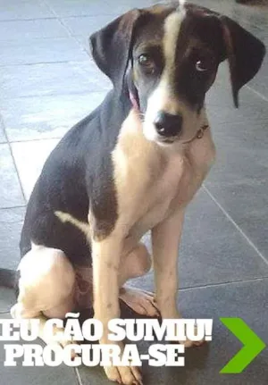 Cachorro raça SRD idade 2 a 6 meses nome Inca GRATIFICA