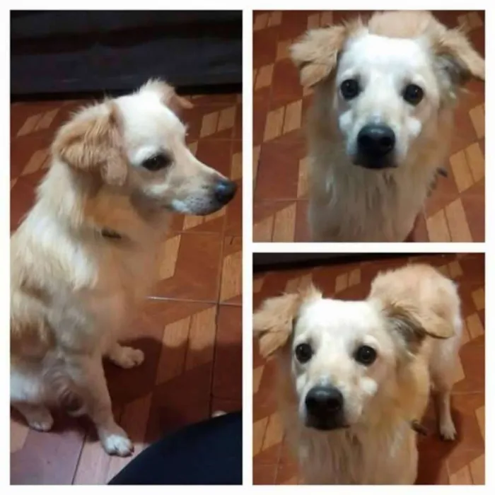 Cachorro ra a SRD idade 2 anos nome Fred