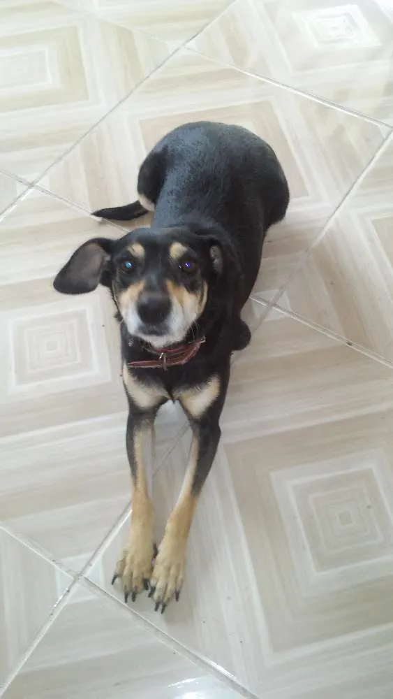 Cachorro ra a Pincher misturado com viralata idade 7 a 11 meses nome Neguinha