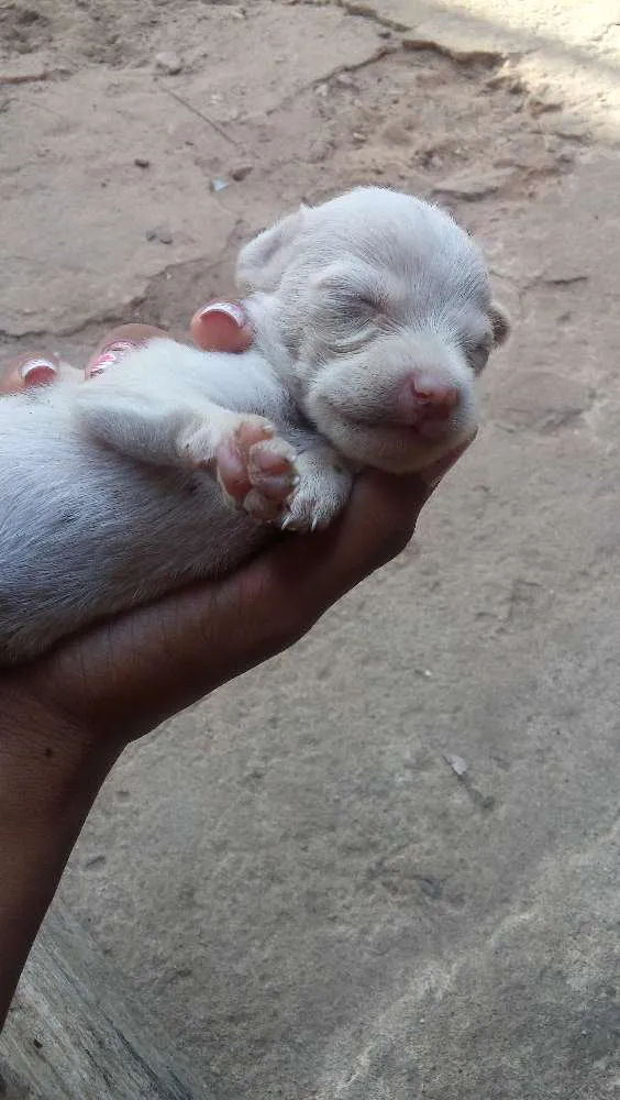 Cachorro raça sem raças idade Abaixo de 2 meses nome Filhotes