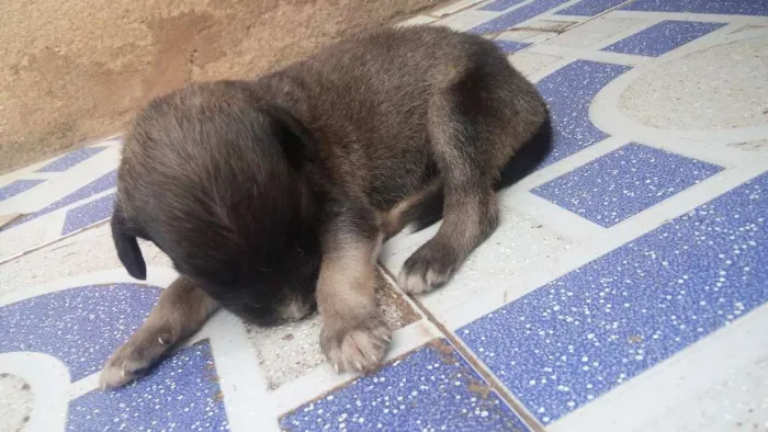 Cachorro raça sem raças idade Abaixo de 2 meses nome Filhotes