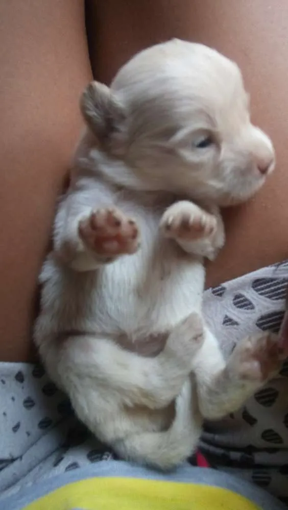Cachorro raça sem raças idade Abaixo de 2 meses nome Filhotes
