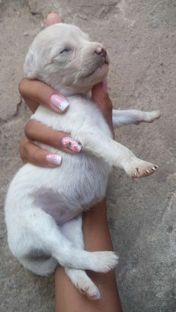 Cachorro raça sem raças idade Abaixo de 2 meses nome Filhotes
