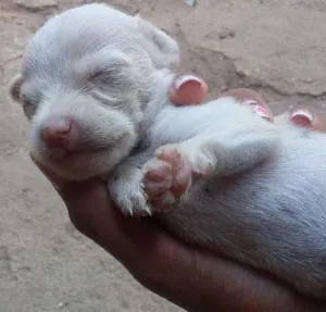 Cachorro raça sem raças idade Abaixo de 2 meses nome Filhotes