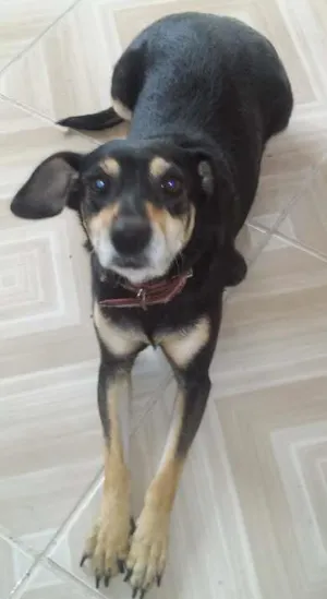 Cachorro raça Pincher misturado com viralata idade 7 a 11 meses nome Neguinha