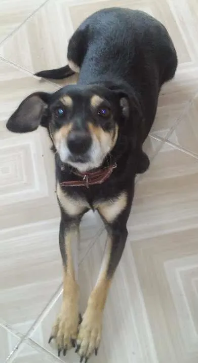 Cachorro ra a Pincher misturado com viralata idade 7 a 11 meses nome Neguinha