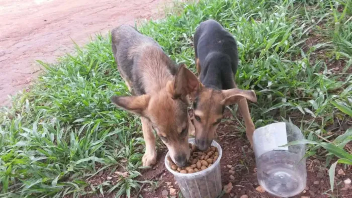 Cachorro ra a SRD idade 2 a 6 meses nome ...