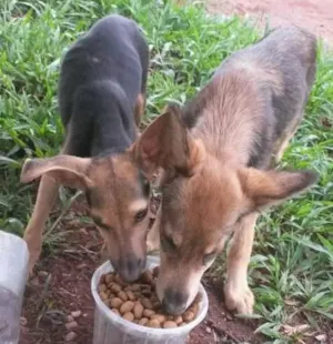 Cachorro raça SRD idade 2 a 6 meses nome ...