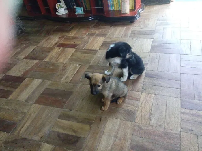 Cachorro raça SRD idade  nome Filhotinhas