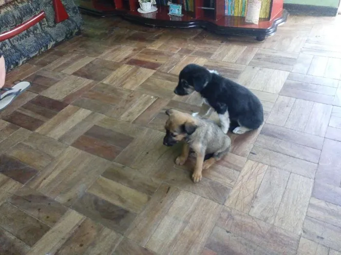 Cachorro raça SRD idade  nome Filhotinhas