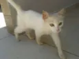 Gatinha
