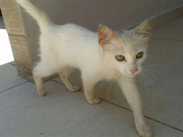 Gato ra a  idade Abaixo de 2 meses nome Gatinha