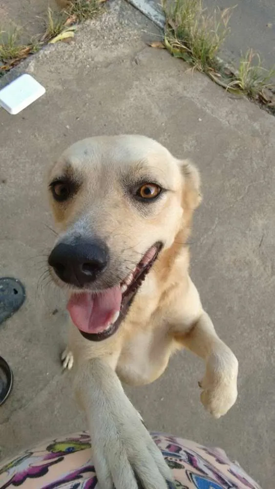 Cachorro raça Mestiço de labrador idade 3 anos nome Suzy