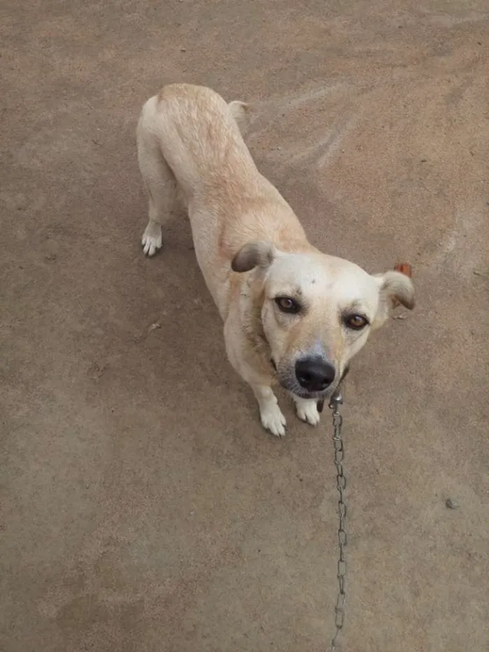 Cachorro raça Mestiço de labrador idade 3 anos nome Suzy