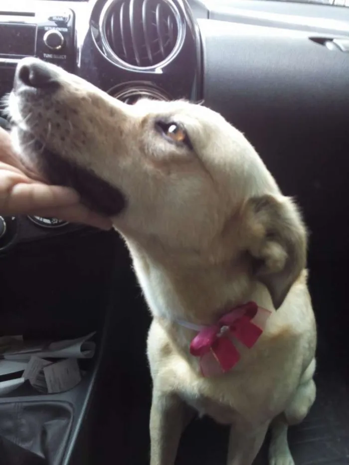 Cachorro raça Mestiço de labrador idade 3 anos nome Suzy