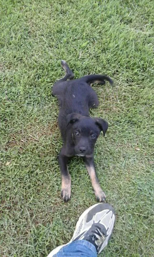Cachorro ra a SRD idade 2 a 6 meses nome Pipoca