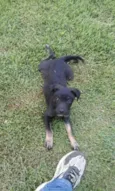 Pipoca
