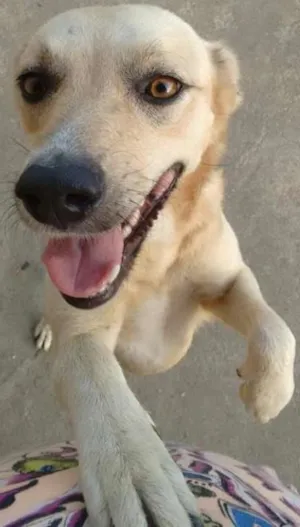 Cachorro raça Mestiço de labrador idade 3 anos nome Suzy