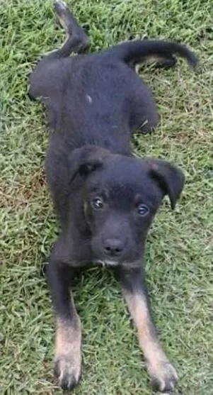 Cachorro ra a SRD idade 2 a 6 meses nome Pipoca