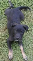 Pipoca