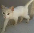 Gatinha