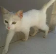 Gatinha