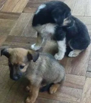 Cachorro raça SRD idade  nome Filhotinhas