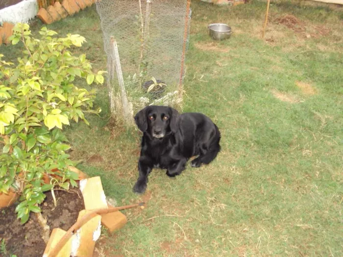 Cachorro ra a SRD idade 4 anos nome Toby