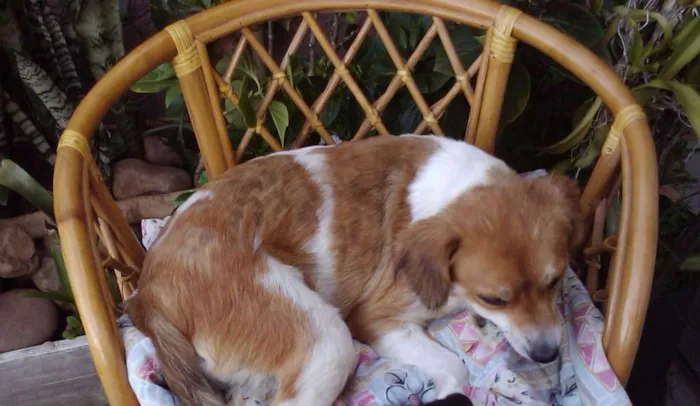 Cachorro ra a SRD idade 4 anos nome fUSILICA