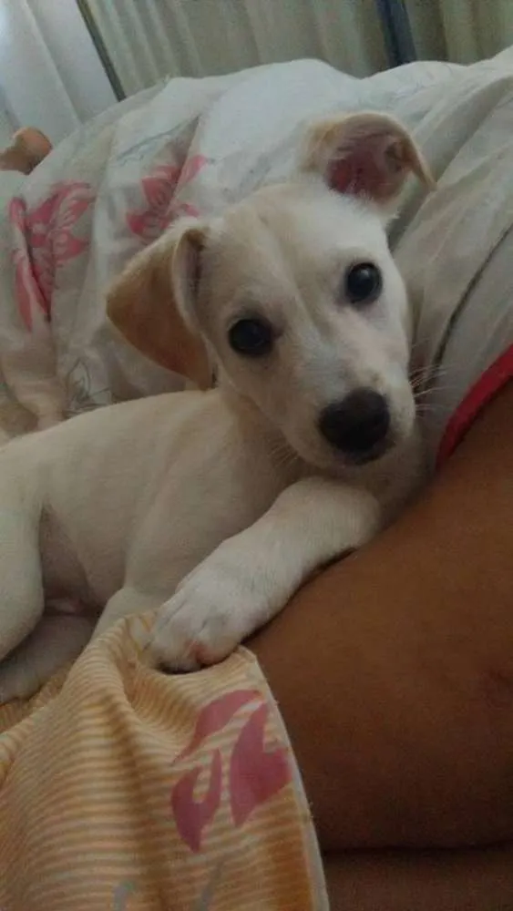 Cachorro raça Vira Lata idade 7 a 11 meses nome Lolo