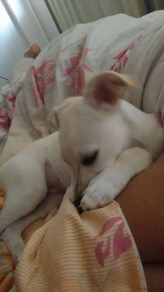Cachorro raça Vira Lata idade 7 a 11 meses nome Lolo
