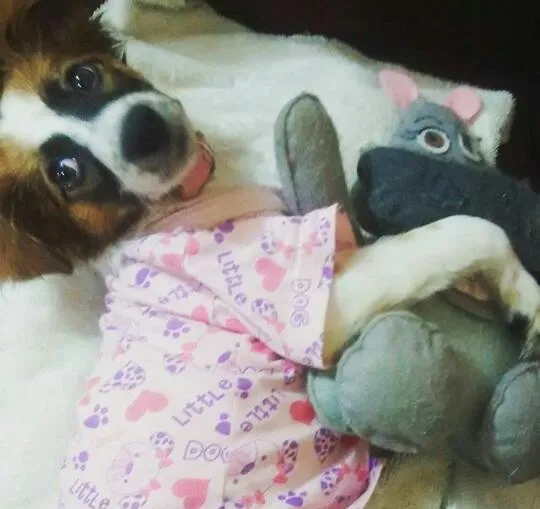 Cachorro raça vira lata idade 7 a 11 meses nome bella