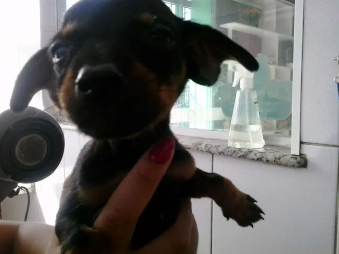 Cachorro ra a mestiço pinsher idade 2 a 6 meses nome dinozzo