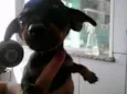 dinozzo