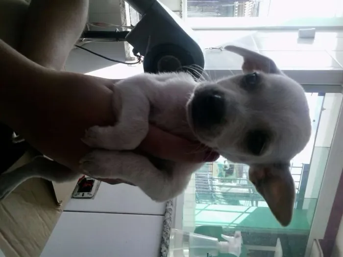 Cachorro ra a mestiço pinsher idade 2 a 6 meses nome dinozzo