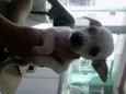 dinozzo