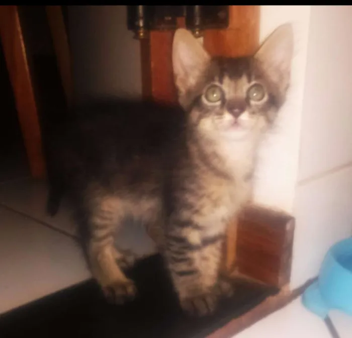 Gato ra a Indefinida idade 2 a 6 meses nome Sem nome