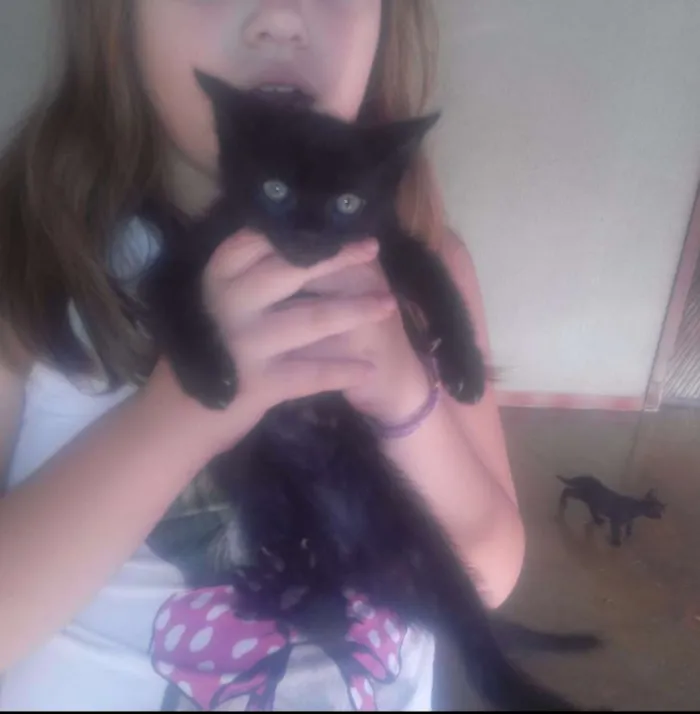 Gato ra a Indefinida idade 2 a 6 meses nome Sem nome