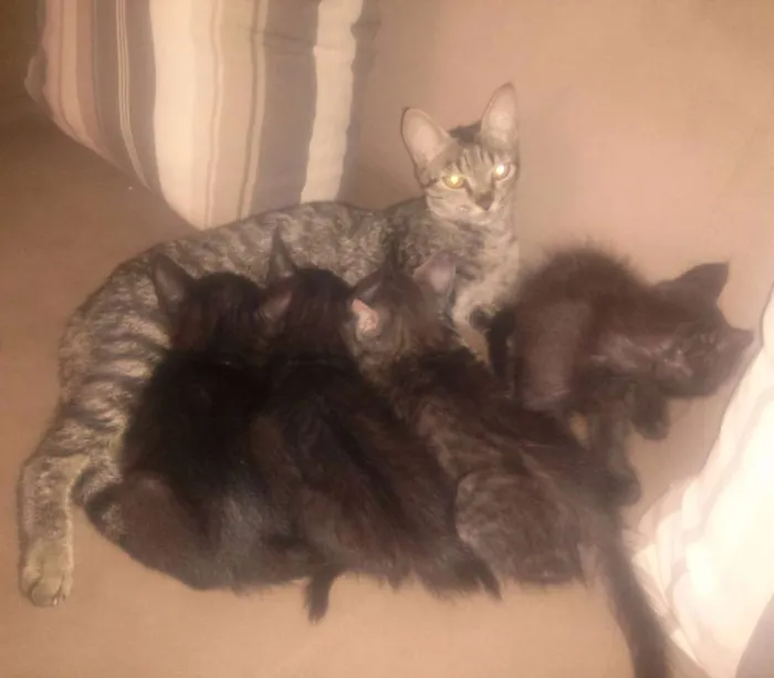 Gato ra a Indefinida idade 2 a 6 meses nome Sem nome