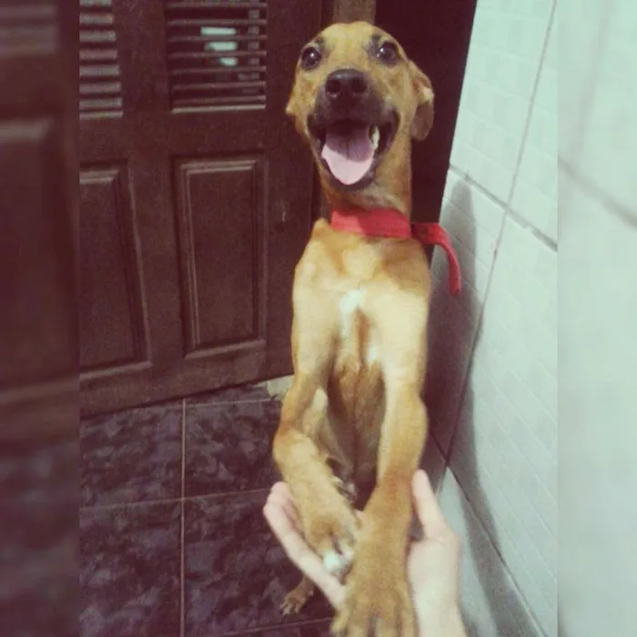 Cachorro ra a Mestiço idade 7 a 11 meses nome Eros