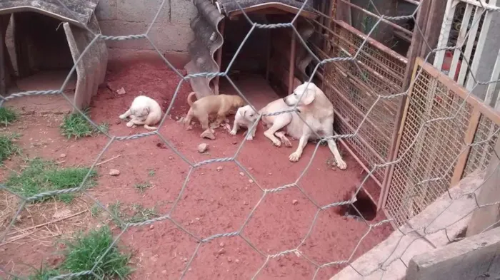 Cachorro ra a Boxer com Labrador idade Abaixo de 2 meses nome Filhotes