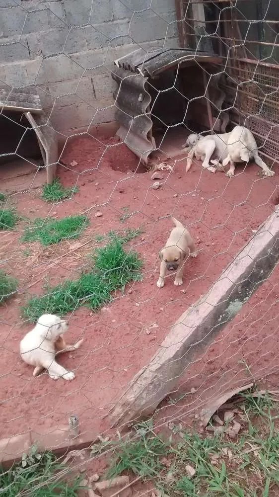 Cachorro ra a Boxer com Labrador idade Abaixo de 2 meses nome Filhotes