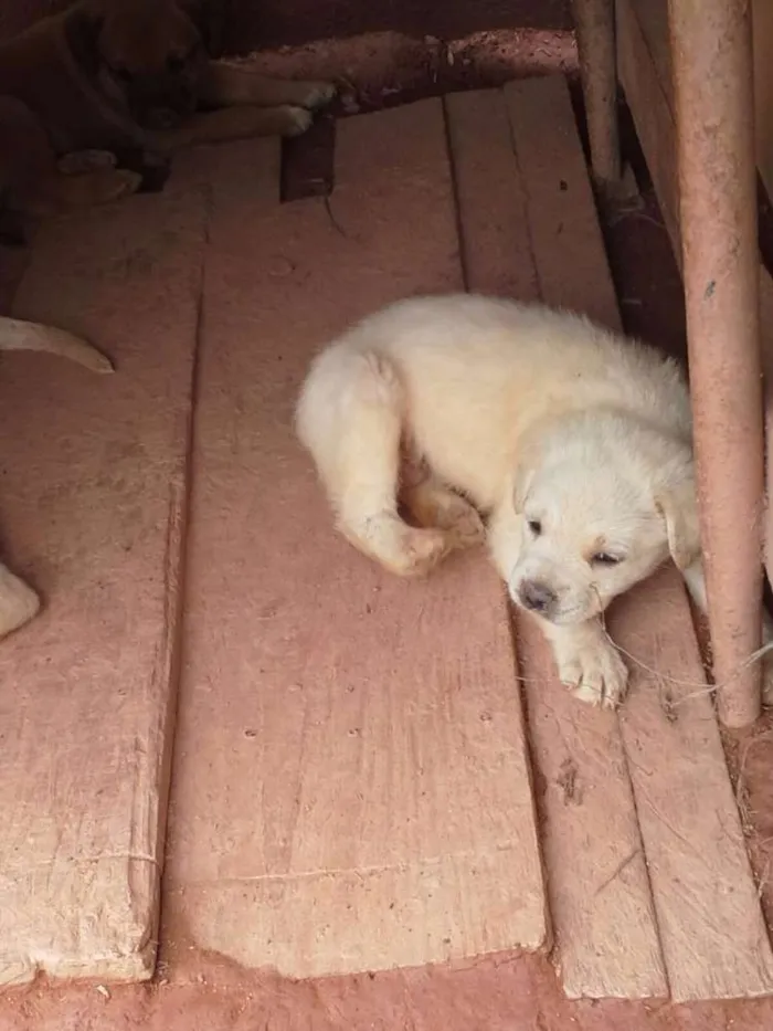 Cachorro ra a Boxer com Labrador idade Abaixo de 2 meses nome Filhotes