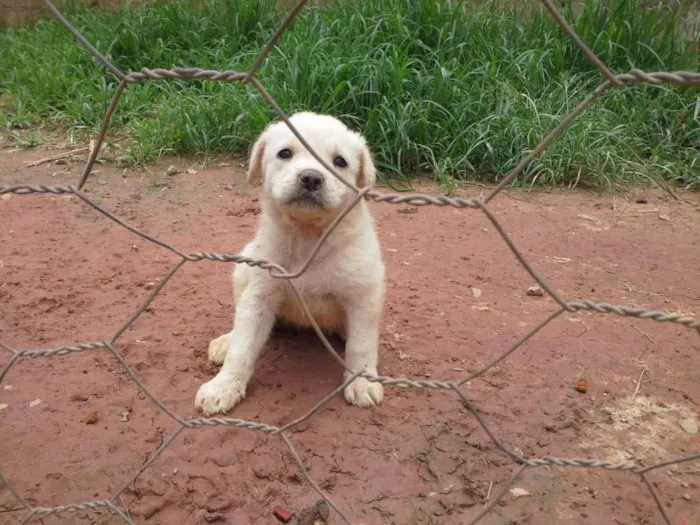 Cachorro ra a Boxer com Labrador idade Abaixo de 2 meses nome Filhotes