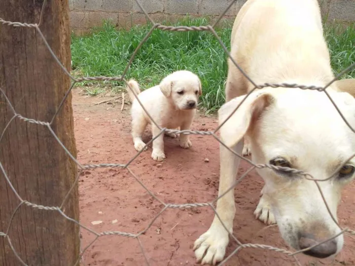 Cachorro ra a Boxer com Labrador idade Abaixo de 2 meses nome Filhotes