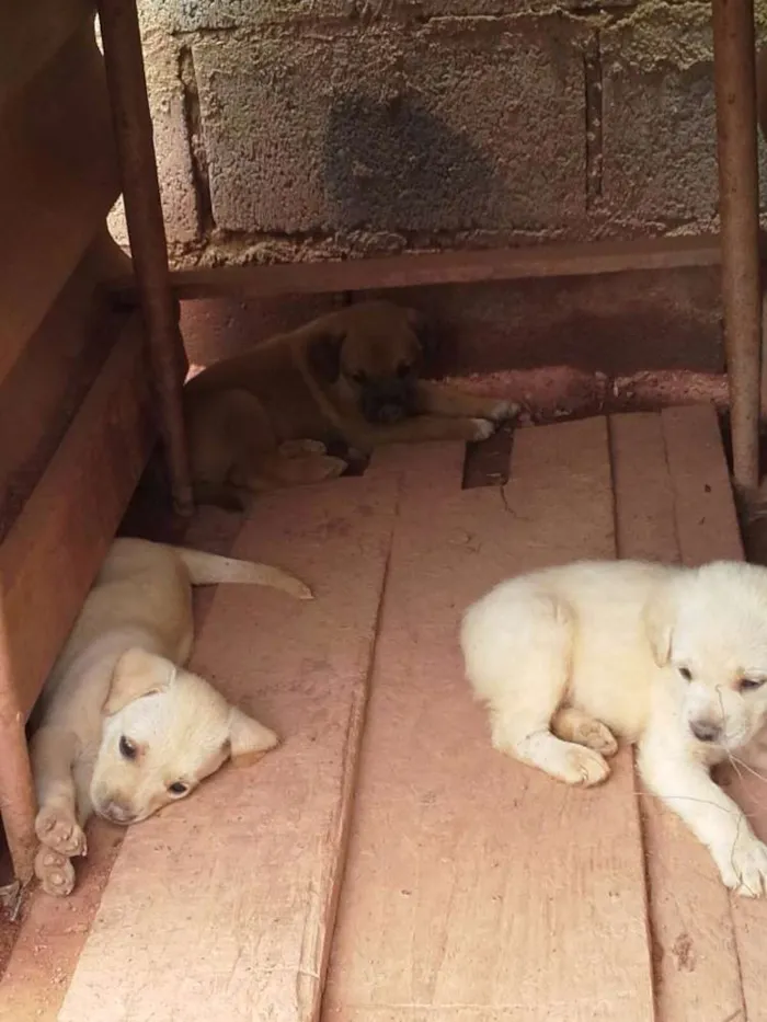 Cachorro ra a Boxer com Labrador idade Abaixo de 2 meses nome Filhotes