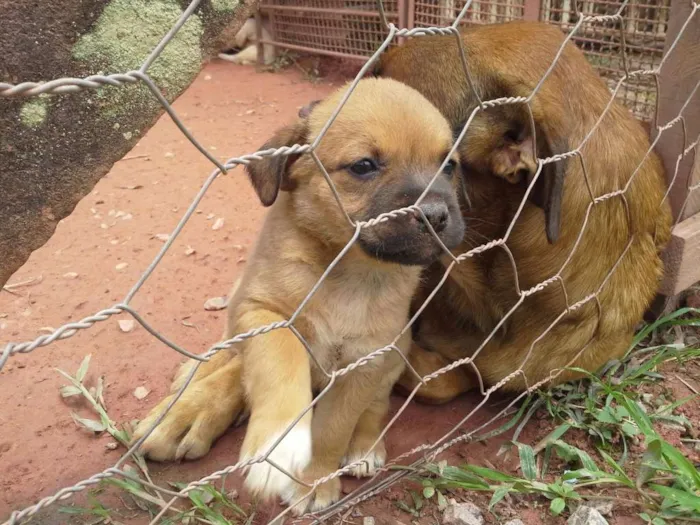 Cachorro ra a Boxer com Labrador idade Abaixo de 2 meses nome Filhotes